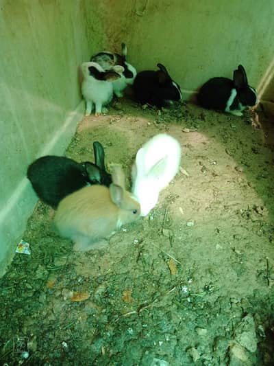 Male, female and kids healthy and beatiful