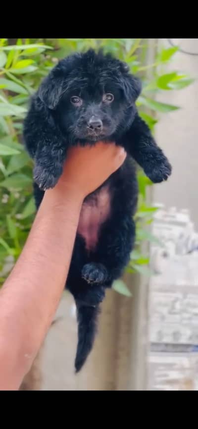 Non pedegree Gsd long coat female for sale