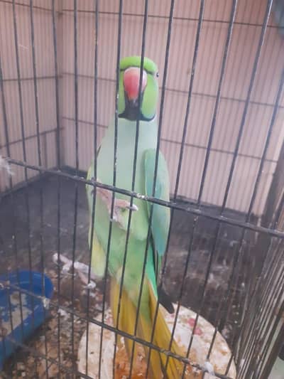 kattha talking parrot