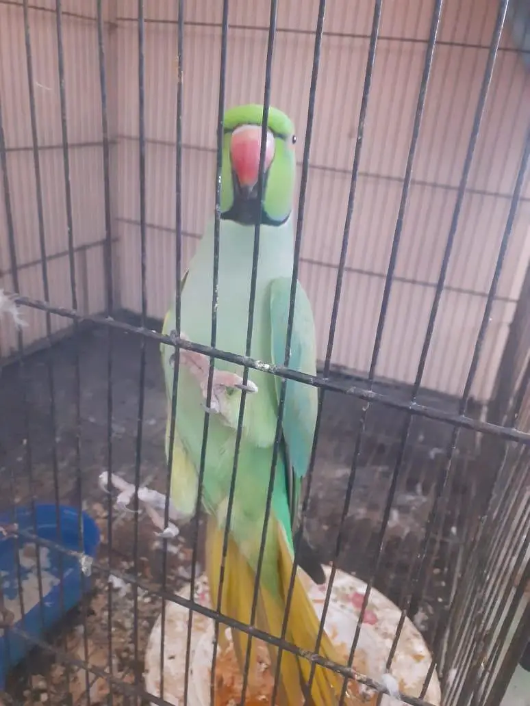kattha talking parrot