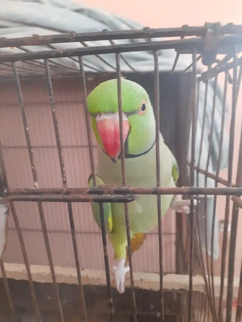 kattha talking parrot — photo 2