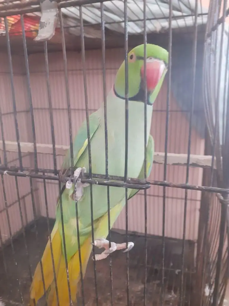 kattha talking parrot — photo 3