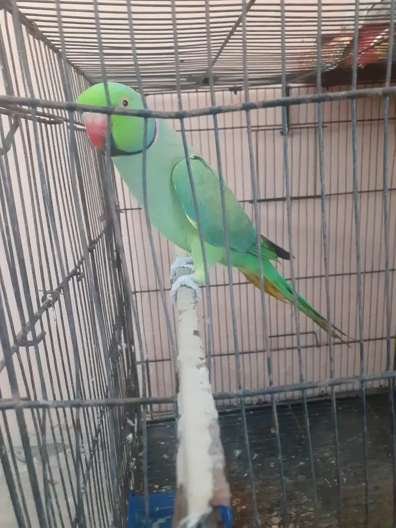 kattha talking parrot — photo 4