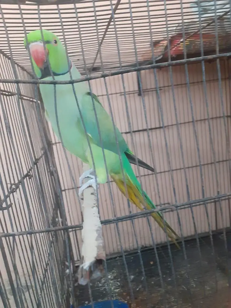 kattha talking parrot — photo 5