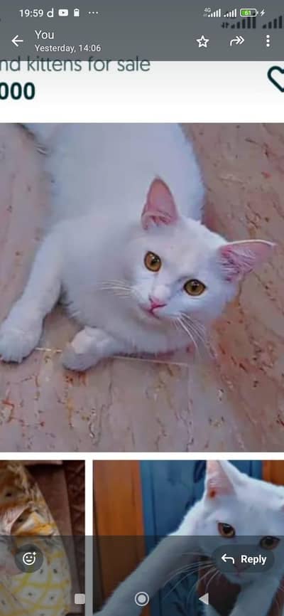 cats and kittens for sale