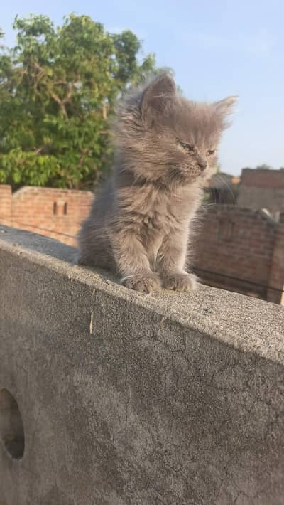 Persian | kittens | Cats | Billi | Kitty |  WA 0348 | 0290 | 146
