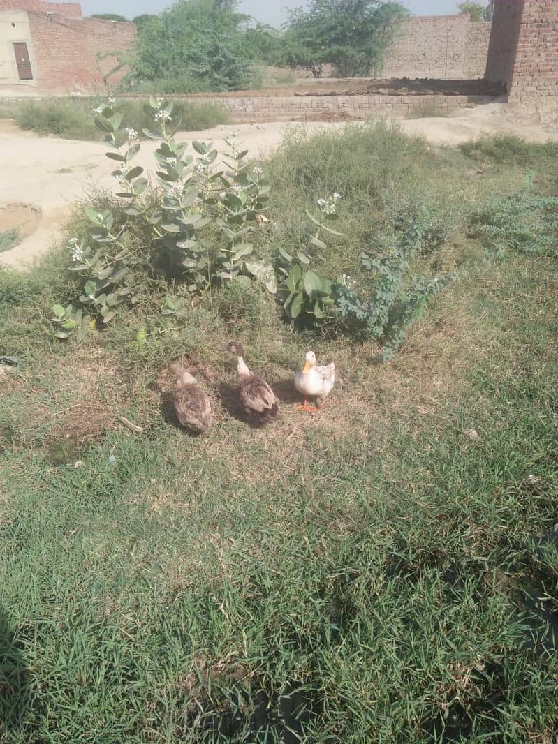 ducks 0