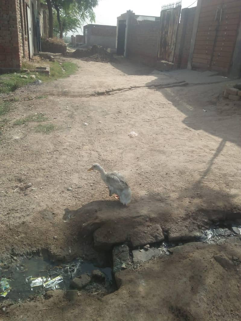 ducks 1