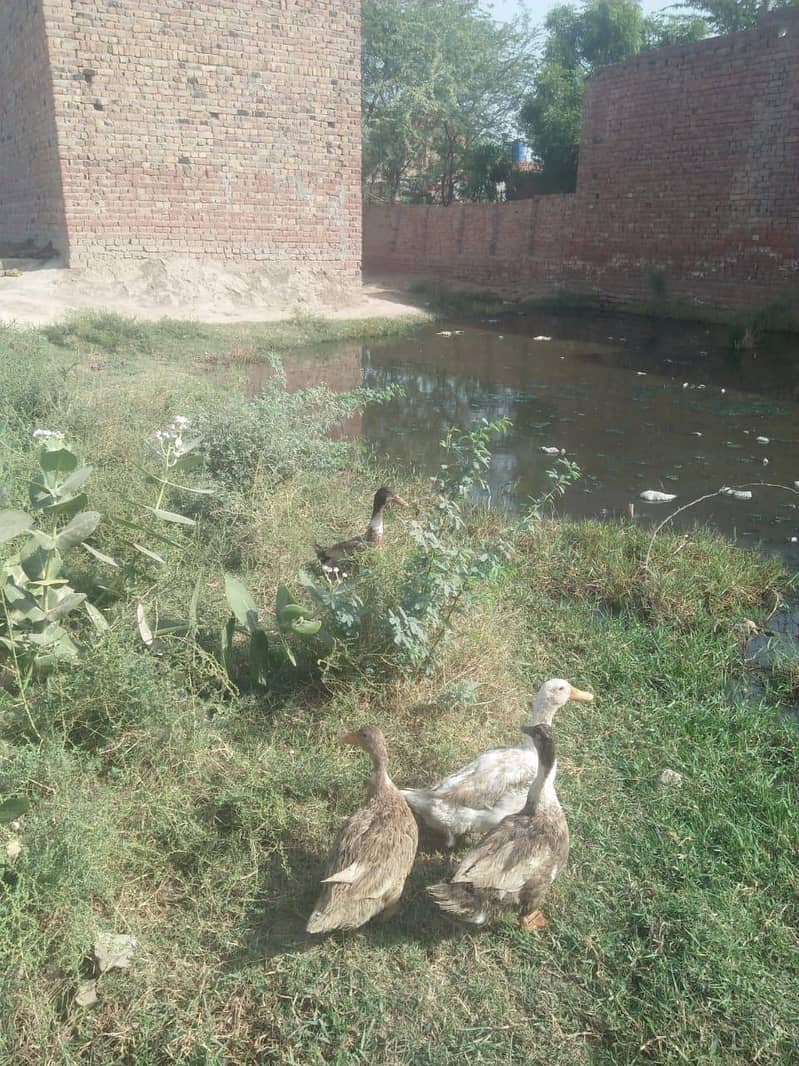 ducks 2