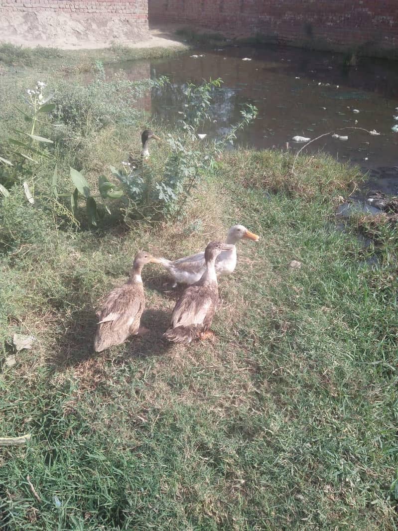 ducks 3