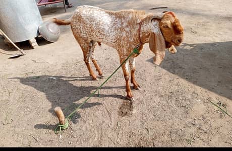 MAKKHI CHINA BAKRA/goat Male