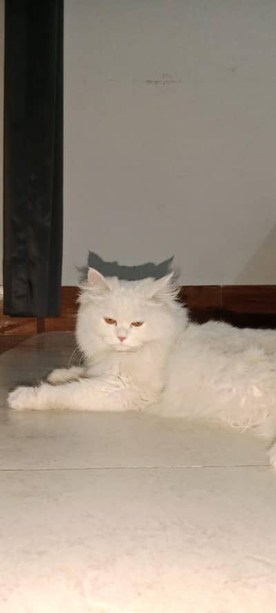 Persian Cat for Sale – Healthy & Playful