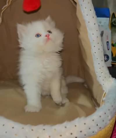 Persian | kittens | Cats | Billi | Kitty |  WA 0348 | 0290 | 146