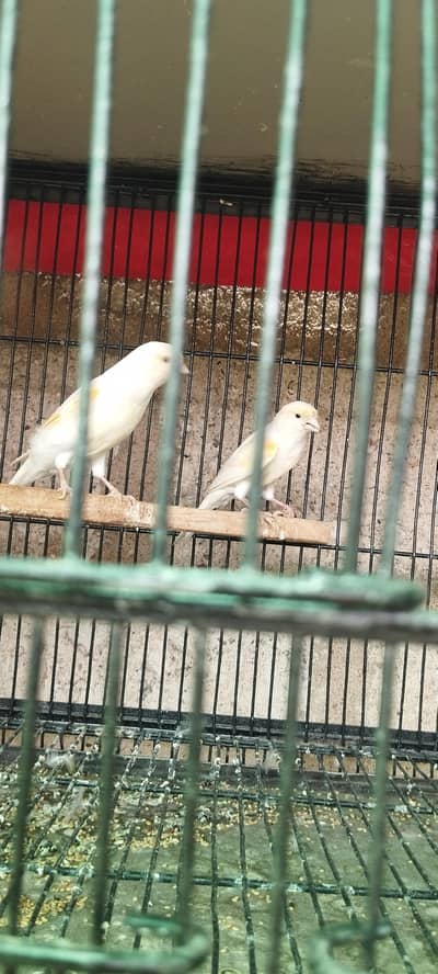 canary birds