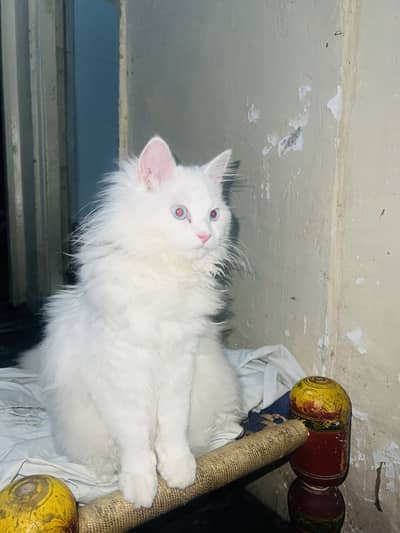 persian cat triple cot white color male