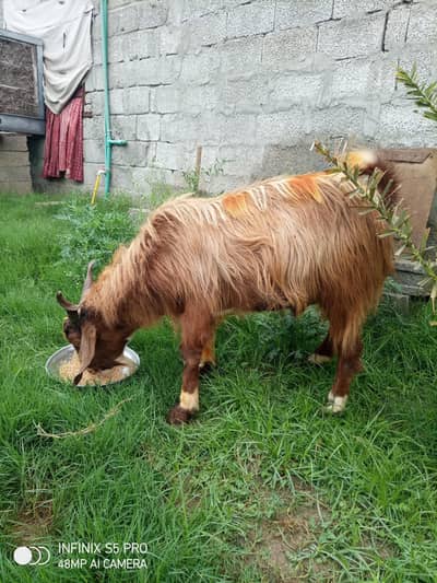 bakritaan for sell. ha