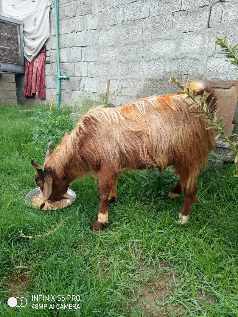 bakritaan for sell. ha