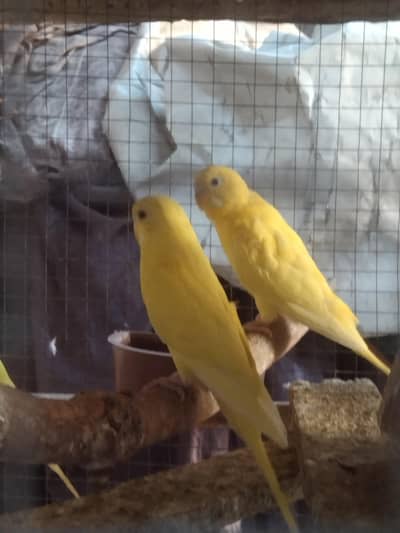 istrial parrot