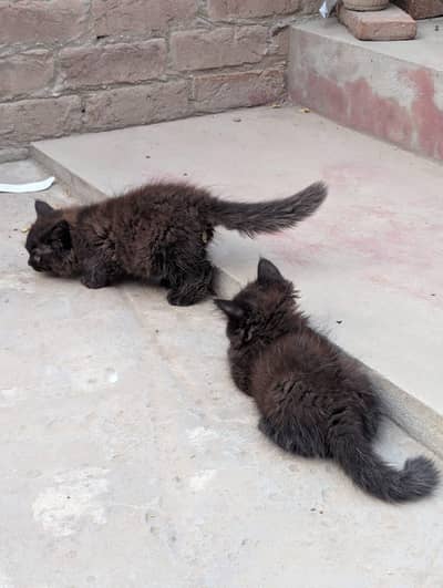 pure Persian kitten triple coat Pure Persian Kittens Triple Cpuoat Pp