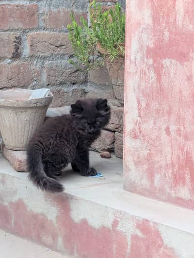 Pure Persian kittens triple coat punch face (Pair)