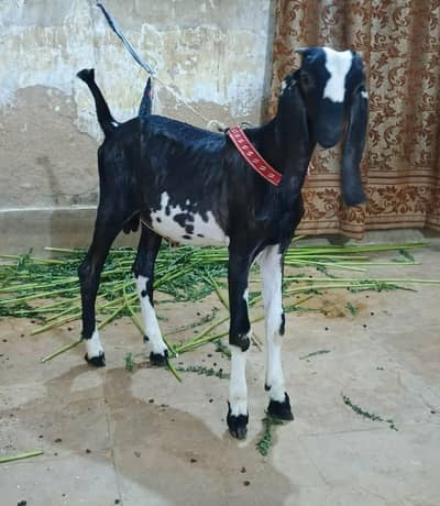 bakri ka bacha