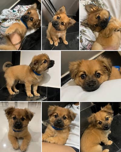 dog for sale