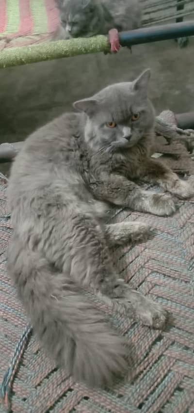 persian cat