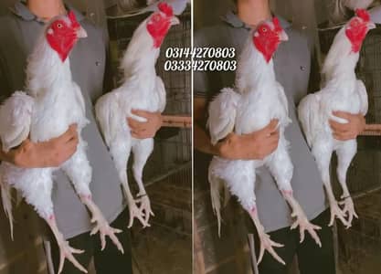 Heera/chick/eggs/pathy/madi/murga/hera/hira/hen/white/pure/asee/shamo
