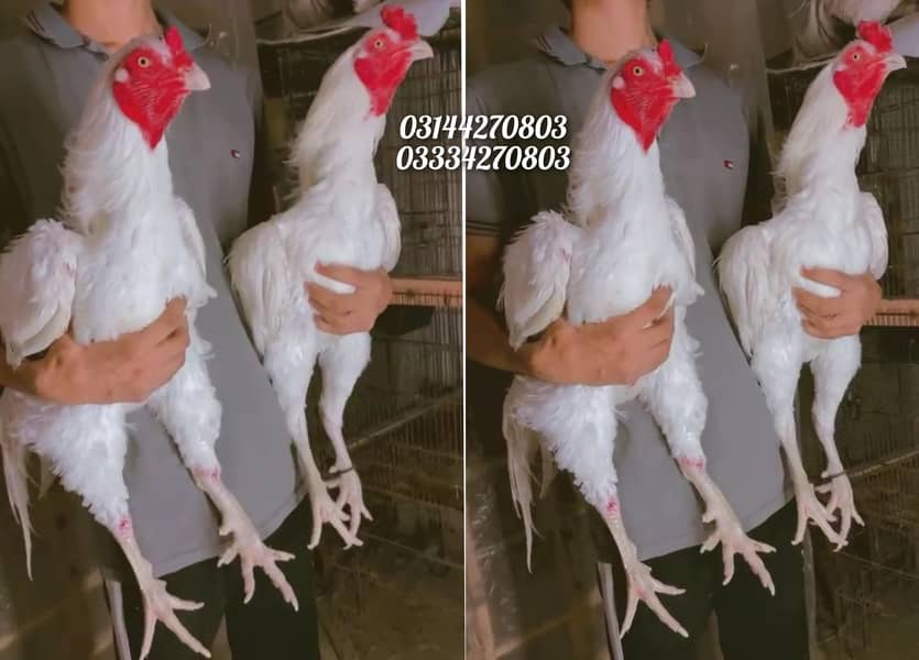 Read Add/Heera/chick//pathy/madi/murga/hera/hira/hen/white/aseel/pathi ...