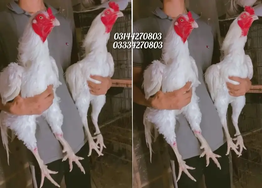 Heera/chick/eggs/pathy/madi/murga/hera/hira/hen/white/pure/asee/shamo