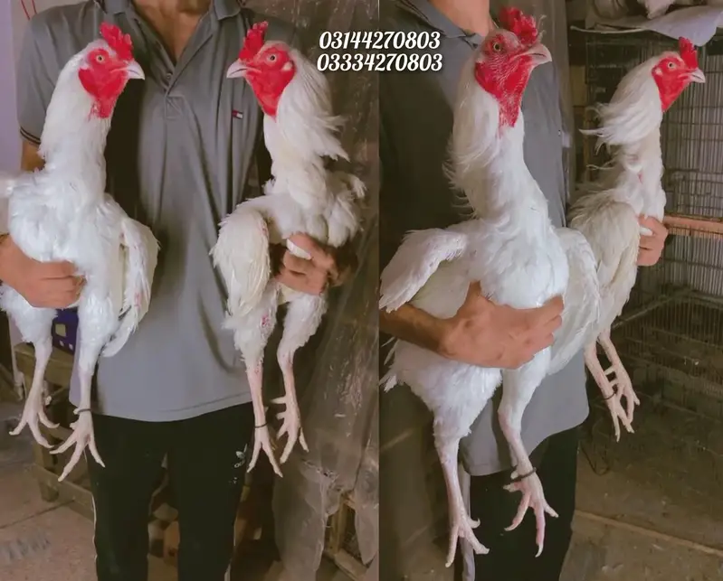 Heera/chick/eggs/pathy/madi/murga/hera/hira/hen/white/pure/asee/shamo — photo 5
