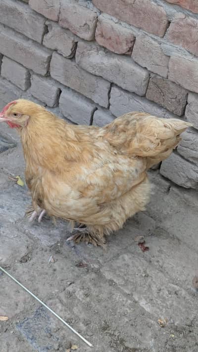 Golden Buff Available For Sale