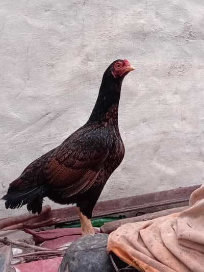mianwali aseel hen.