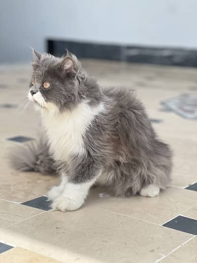Beautiful Triple Coat Grey & White Persian Male Cat (7 Months Old)