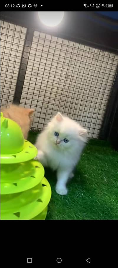 Persian | kittens | Cats | Billi | Kitty |  WA 0348 | 0290 | 146