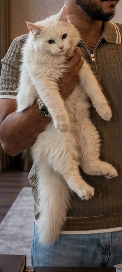 Persian kittens pair in cheap price