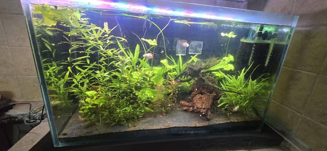 Planted Aquarium For Sale with Paradise Fish