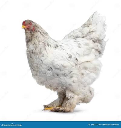 3 brahma female