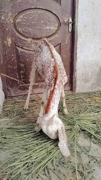 Makhi China Bakra