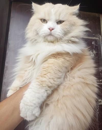 Adlut Persions Home Breed Cats