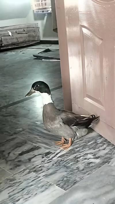 Duck For Sale