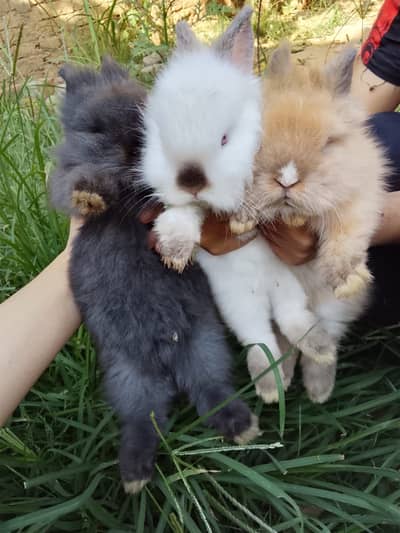 Imported Fancy Rabbits
