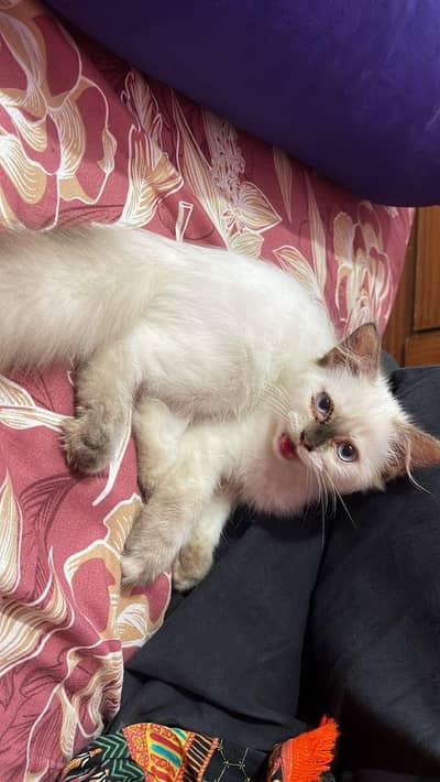 Himalayan kitten