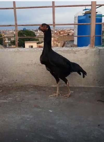 Aseel shamo murgi