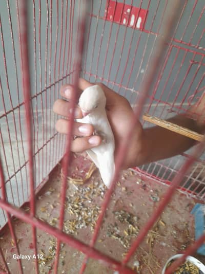urgent sale hand tame