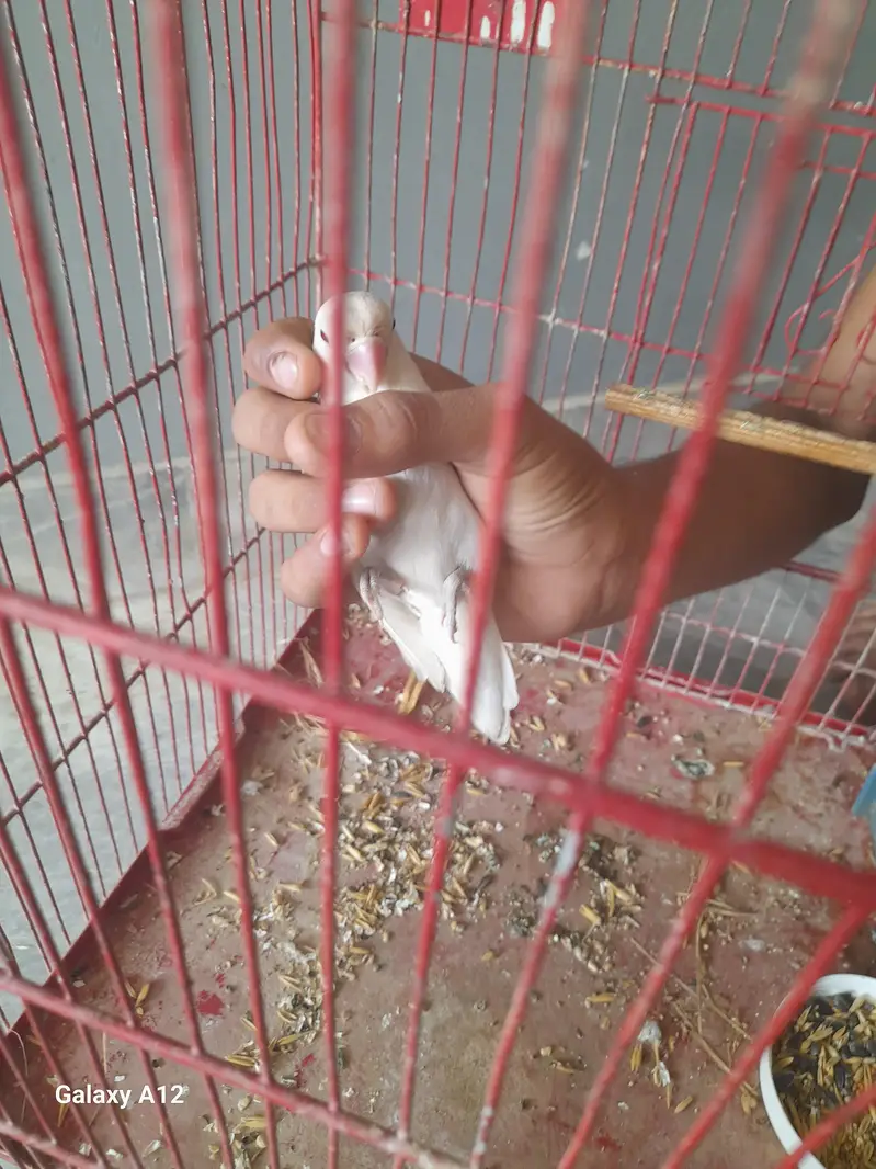 urgent sale hand tame — photo 2