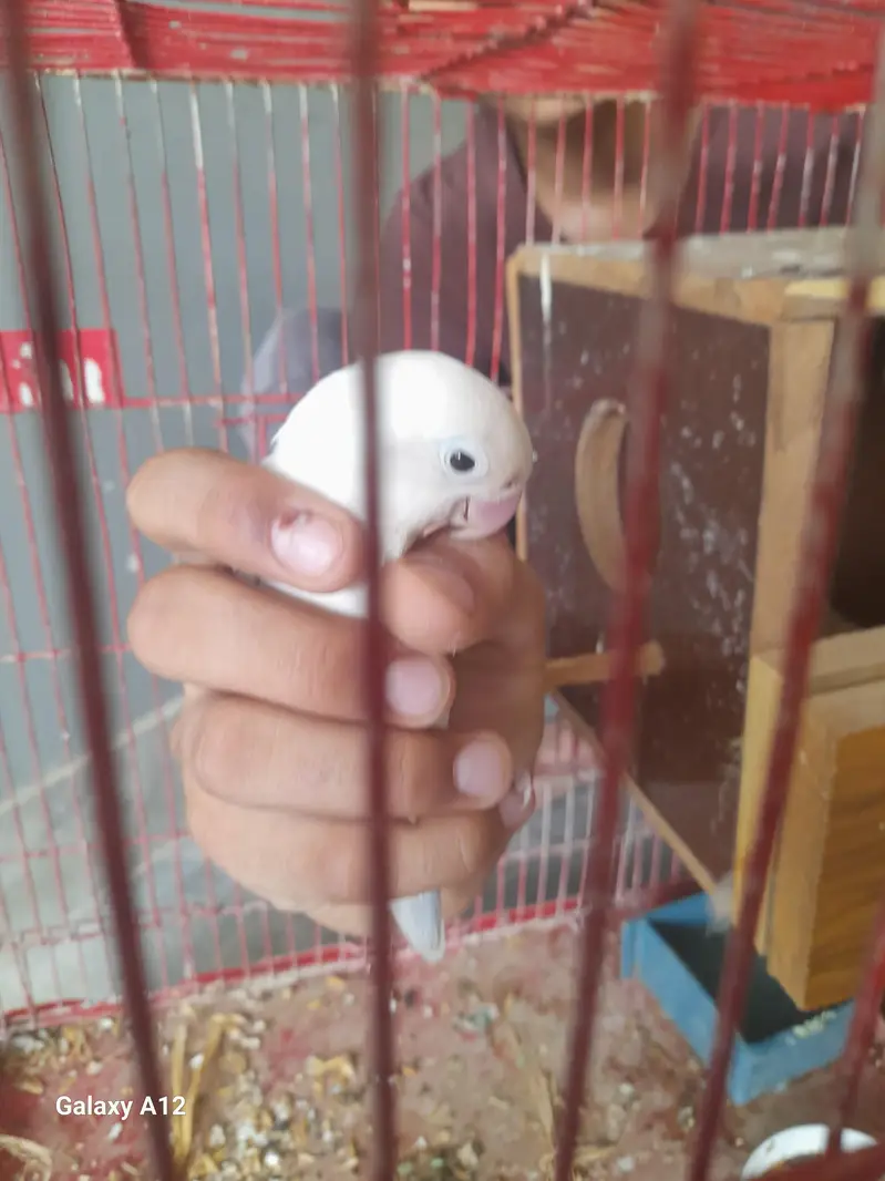 urgent sale hand tame — photo 3