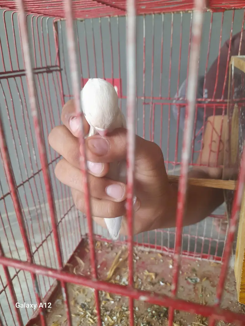 urgent sale hand tame — photo 4