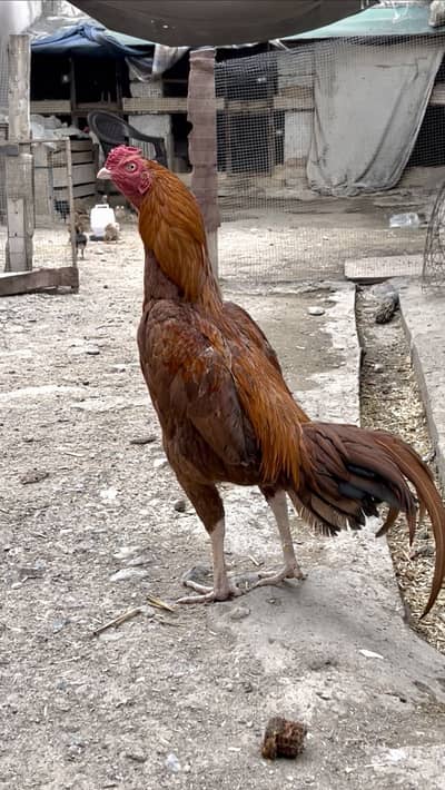 Aseel peela zehreela