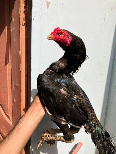 Pure Aseel For Sale